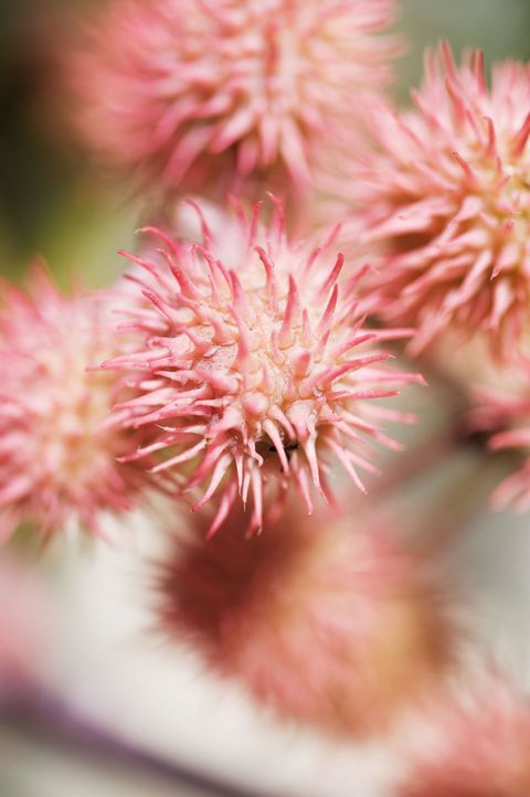 are strawberry plants poisonous to cats and dogs