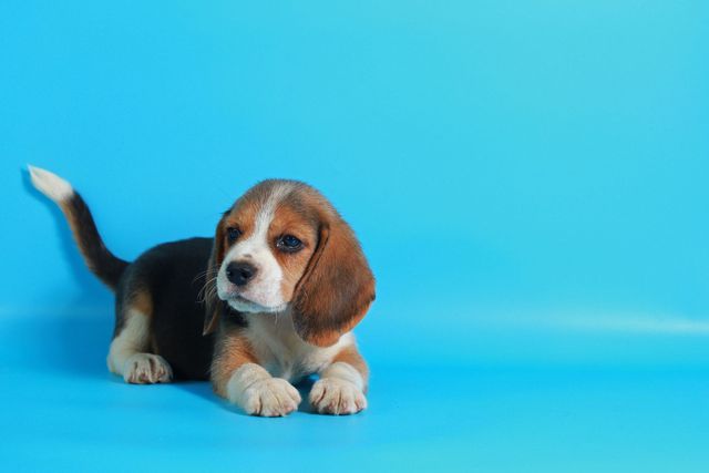 Beagle - câine