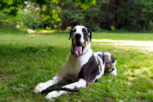 Great Dane