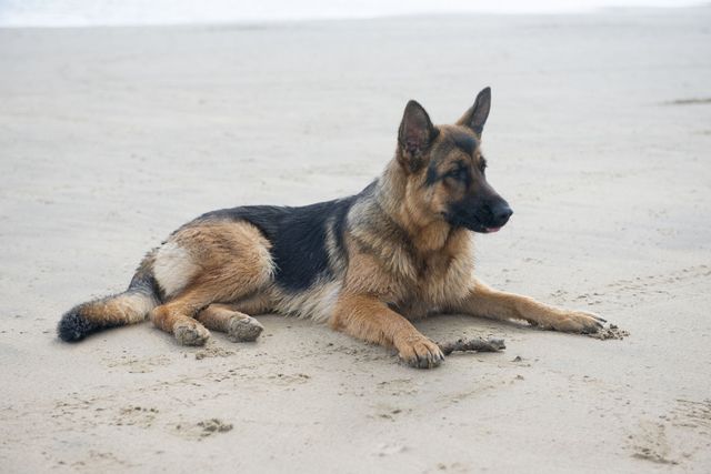 Câine Ciobănesc german - câine