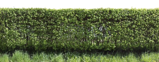 Live green spring fence from prickly hawthorn cut off bushes