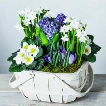 <p>When it comes to adding colour, flowers seem like an&nbsp;obvious (and conveniently cost-effective) choice. Plus – the fresh floral scent of hyacinths, narcissi and prims negates the need for artificial air freshener. TIP" Ensuring a basket is delivered in bud means your floral display will last longer.</p><p><a href="http://www.waitroseflorist.com/british-grown-flowers-and-plants/british-vibrant-spring-bulbs-basket-893628" target="_blank" data-tracking-id="recirc-text-link"><strong data-redactor-tag="strong" data-verified="redactor">BUY NOW:&nbsp;£28, M&amp;S</strong></a><span class="redactor-invisible-space" data-verified="redactor" data-redactor-tag="span" data-redactor-class="redactor-invisible-space"></span></p>