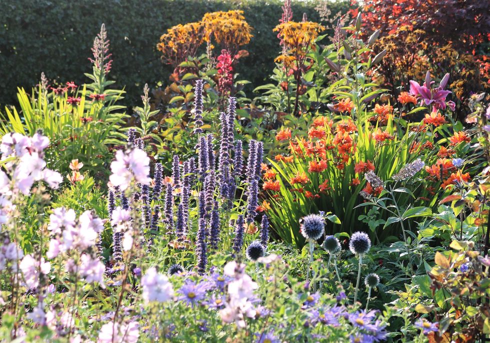 Dunvorist Cottage, Angus, Herbaceous Perennials – Scotland's Gardens Scheme