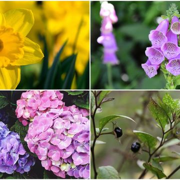 British plants - helpful and harmful plants