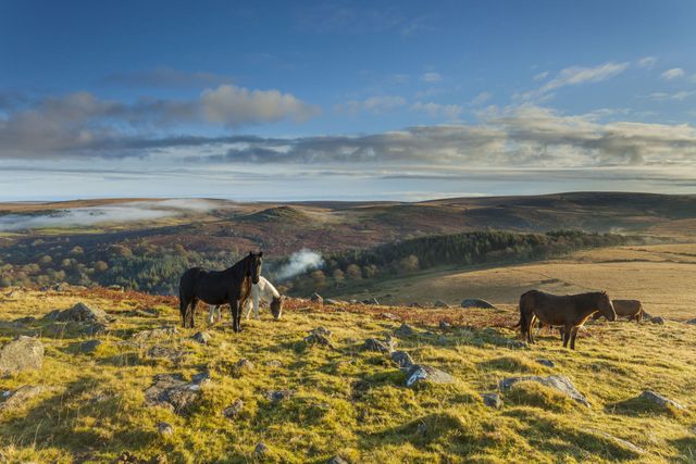 Dartmoor - ponies