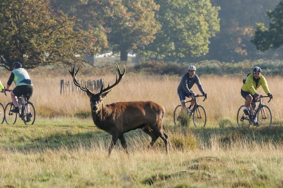 <p><span>Richmond Park in <a href="http://www.countryliving.co.uk/homes-interiors/property/g364/london-house-museums-to-visit/" target="_blank" data-tracking-id="recirc-text-link">London</a> comes in as the second most Instagrammed cycling spot in the UK, with 2,987 cyclists sharing photos. The main trail route takes you on a 12km journey around the circumference of the park and offers some challenging sharp climbs as well as long gradual inclines.&nbsp;It's no doubt, though, that the parks popularity with the Instagram cycling community is in part also due to its roaming wild dear and wildlife. Not only are the surroundings great, but the family-friendly nature of the park makes it perfect for those looking for a cycle that would suit all ages and abilities.</span><span></span></p>