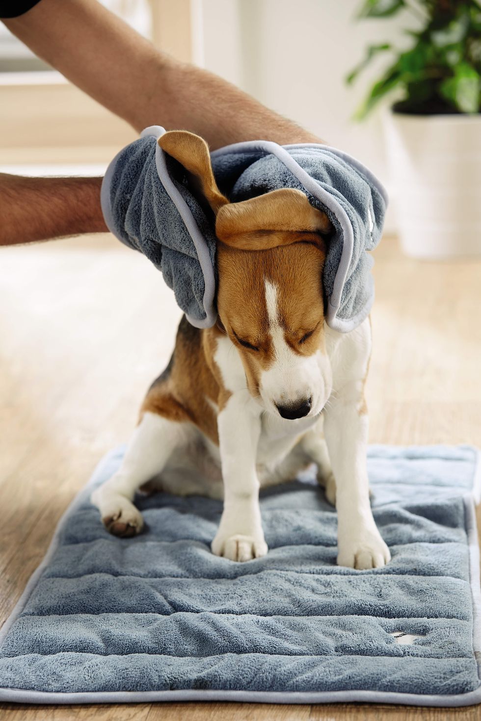 Aldi - Pet Event range - towel