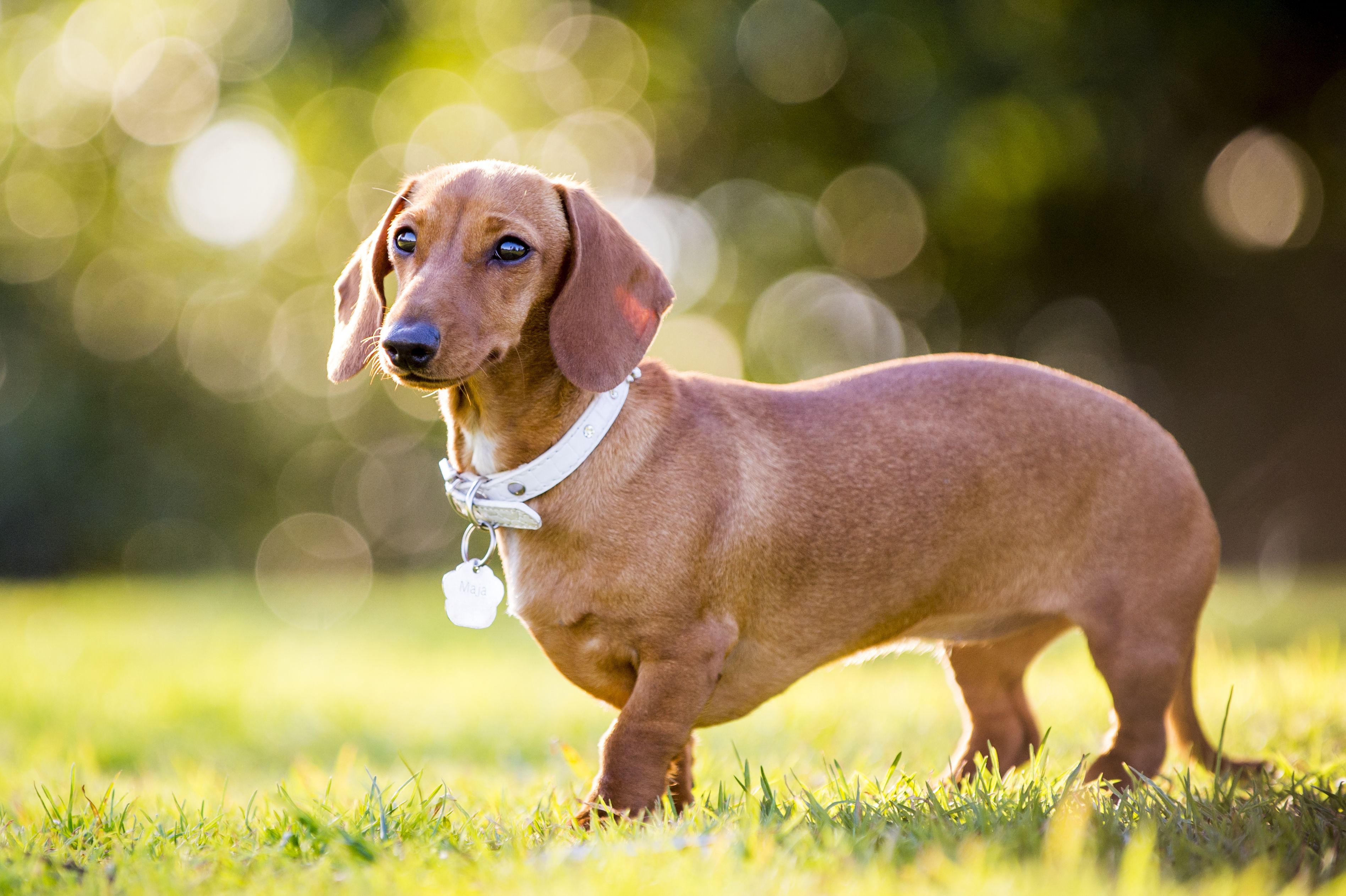 Dachshund shop wellington boots