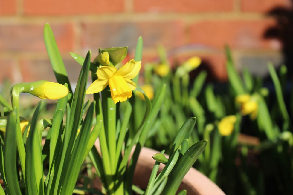 daffodil