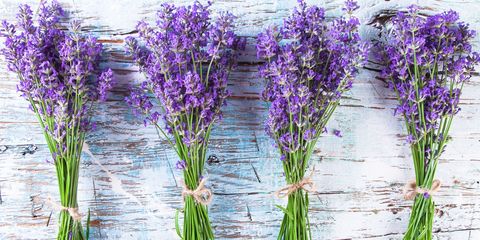Purple, Lavender, Violet, Art, Flowering plant, Lavender, Painting, Plant stem, Drawing, English lavender, 