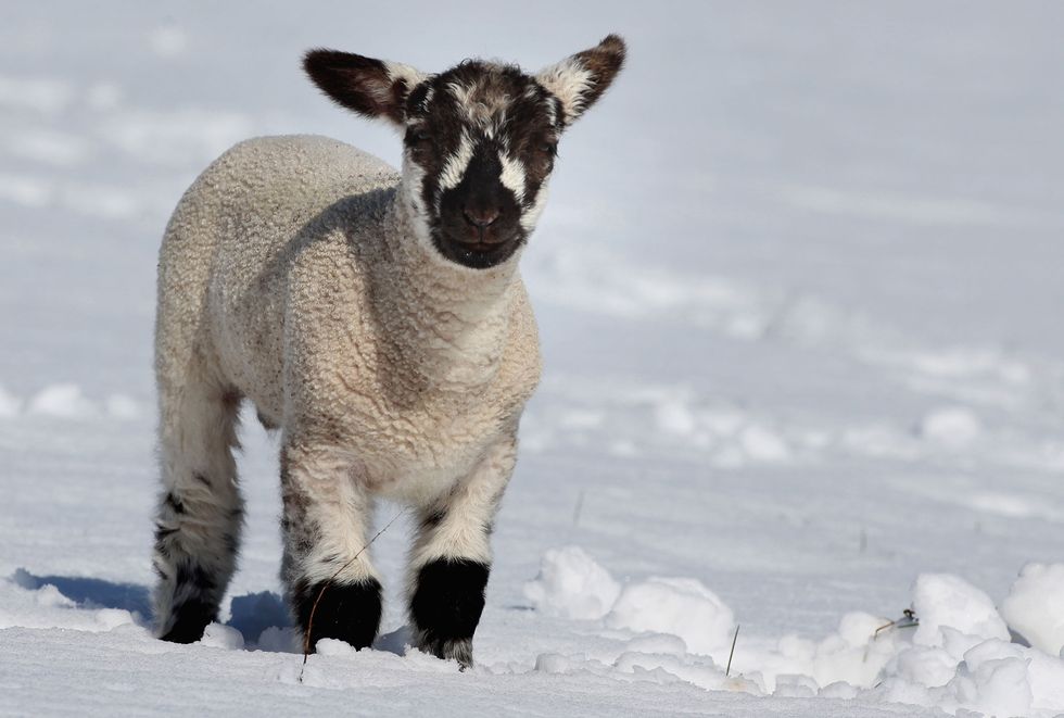 lamb snow