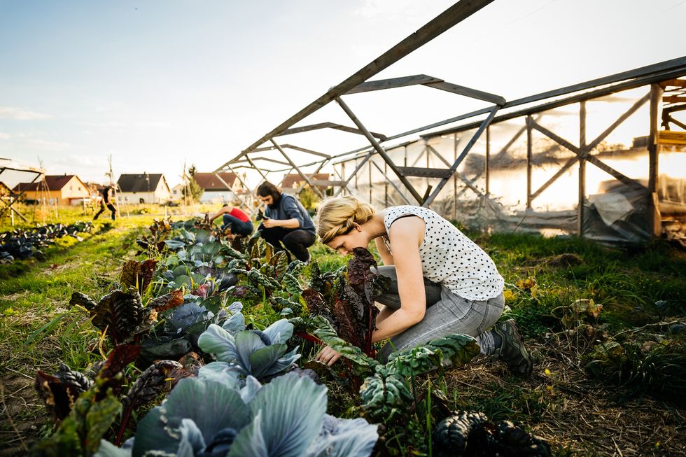 Urban Farmers Harvesting Rhubarb From Small Organic Crop