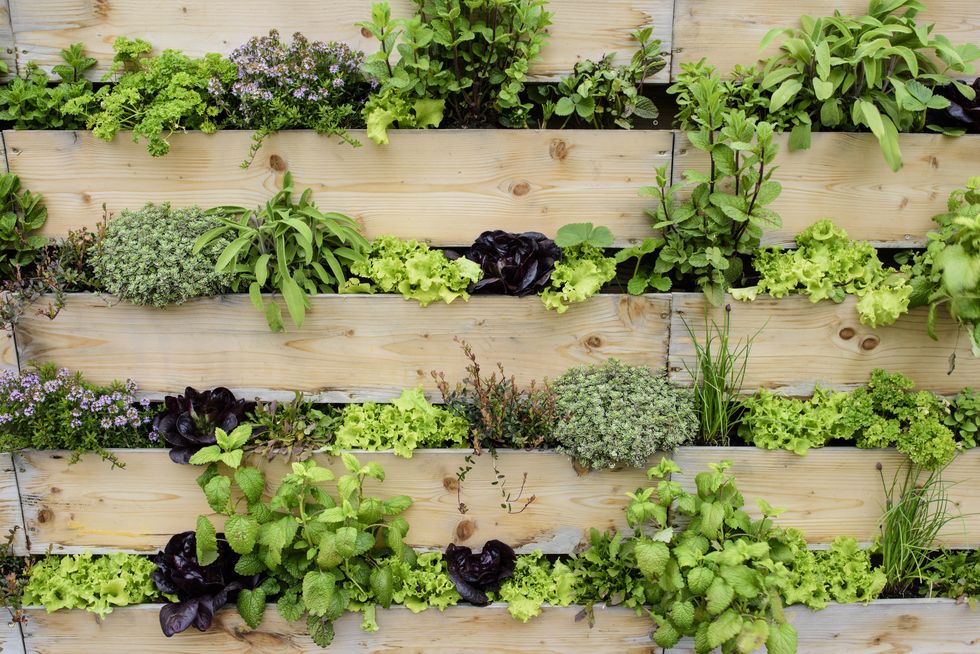 Vertical garden with eatable herbs and vegetables