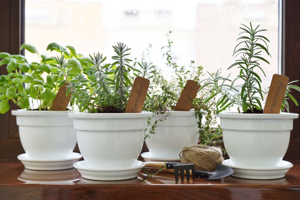 fresh herbs in pots on a windowsill