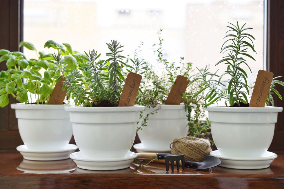 fresh herbs in pots on windowsill