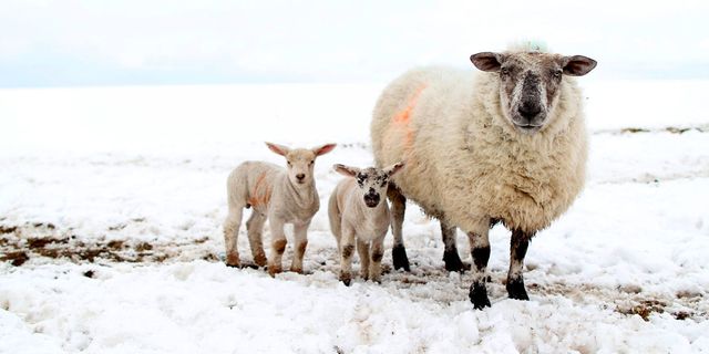lamb sheep snow