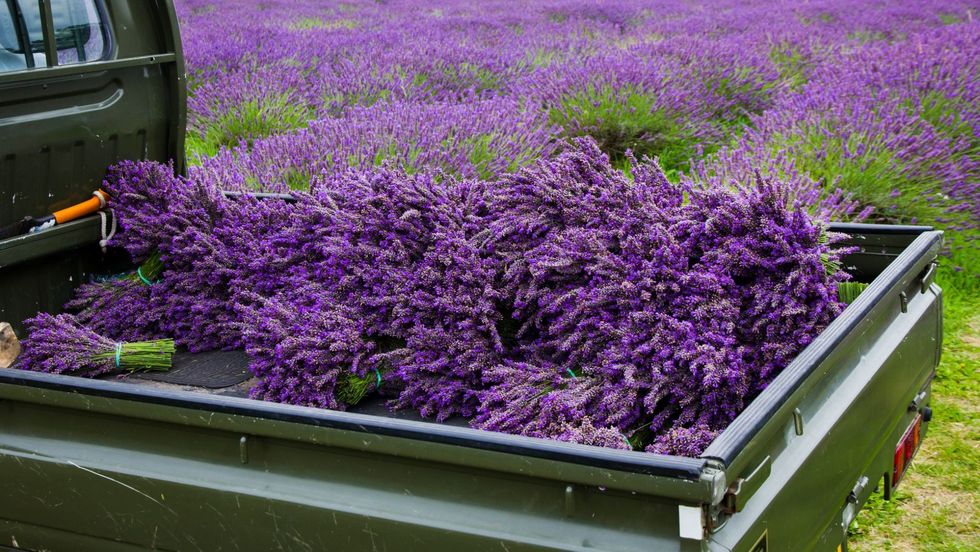 <p>"Lavender is easy to grow," says David Salman of <a target="_blank" href="http://www.highcountrygardens.com/">High Country Gardens</a>. "It thrives in hot, sunny locations with well-drained, alkaline soil." </p><p>To extend the season, combine several varieties. Hardy Lavandula angustifolia, or English lavender, blooms early and is adaptable to cooler, more humid areas. Hybrid varieties, such as 'England' and 'Silver Frost', enjoy a longer blooming season, as do Intermedia French hybrids, including L. x intermedia 'Grosso' and 'Provence', which also flower late and are especially treasured for their perfume. </p><p>Whether you plant it in the garden or in pots, you'll soon discover lavender's many virtues. Take note: Lavender needs well-drained soil to flourish. If your soil is heavy, amend it by adding one part sand and gravel to one part native soil, and plant in berms to further help with drainage. </p><p>Lavender, such as cultivars of tender L. stoechas, does well in pots. Choose a well-draining potting soil recommended for containers.&nbsp;Fertilise organically every other week.</p><p>When cutting lavender, clip where the foliage begins. In mid-spring, prune winter damage and cut back about a third of it to keep it from getting leggy. "The ideal time to harvest lavender is when one-third to one-half of the spike is in bloom," says David. </p>