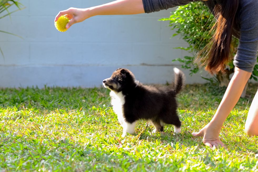 Puppy in training