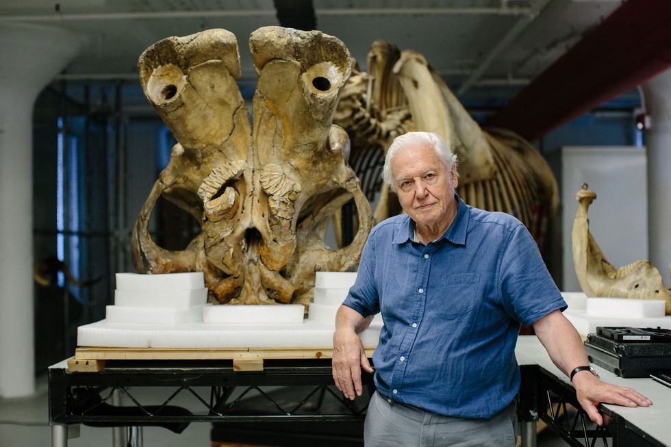 David Attenborough, and the Giant Elephant Jumbo