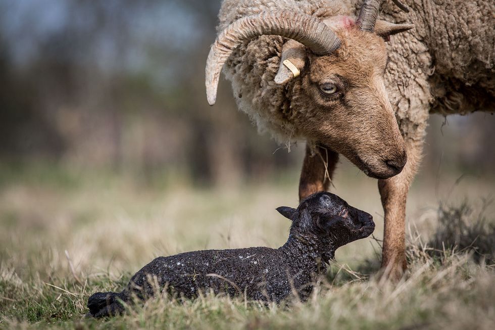 sheep lamb