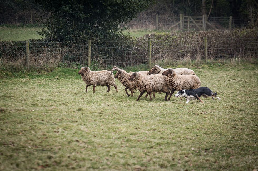 sheepdog herding