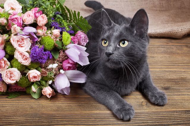 flowers and cat