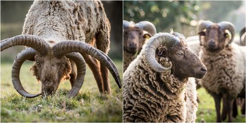 sheep horn