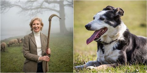 sheep dog farmer