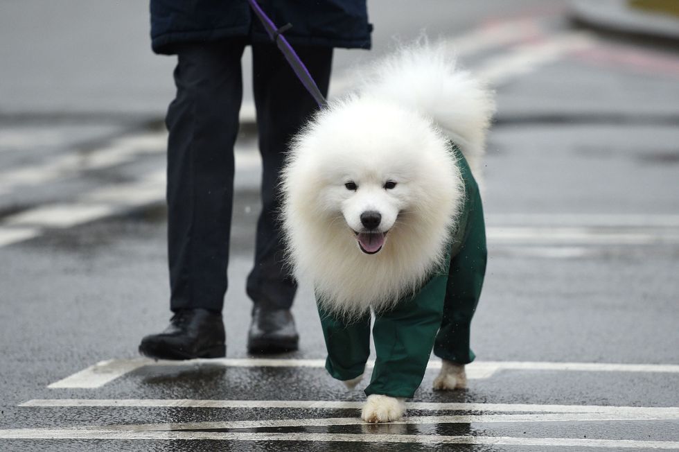 Dog breed, Dog, Carnivore, Mammal, Spitz, Snout, Companion dog, Fur, Street fashion, Leash, 