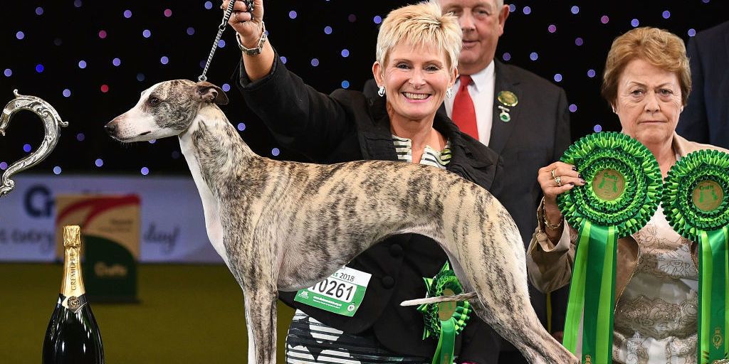 Crufts 2018: Animal rights protestors invade the stage as whippet Tease ...