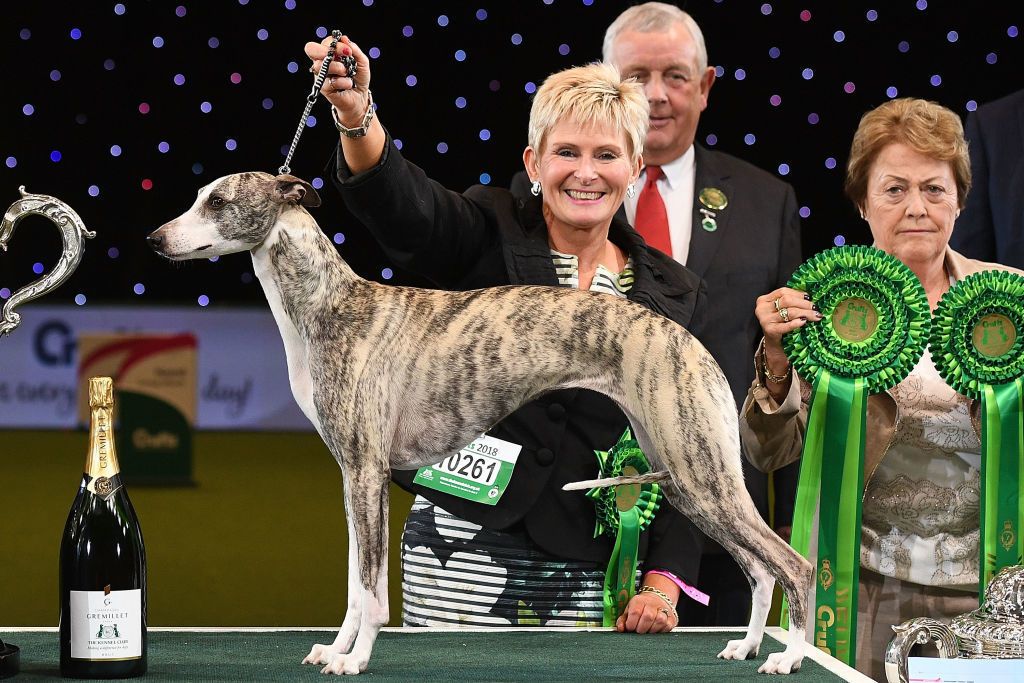 Crufts 2018 Animal rights protestors invade the stage as whippet