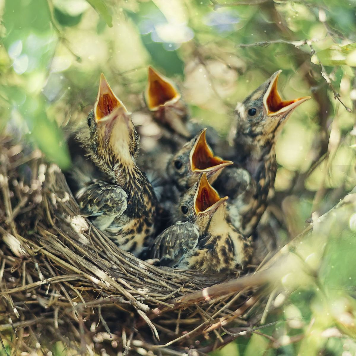 Baby Birds Out of the Nest