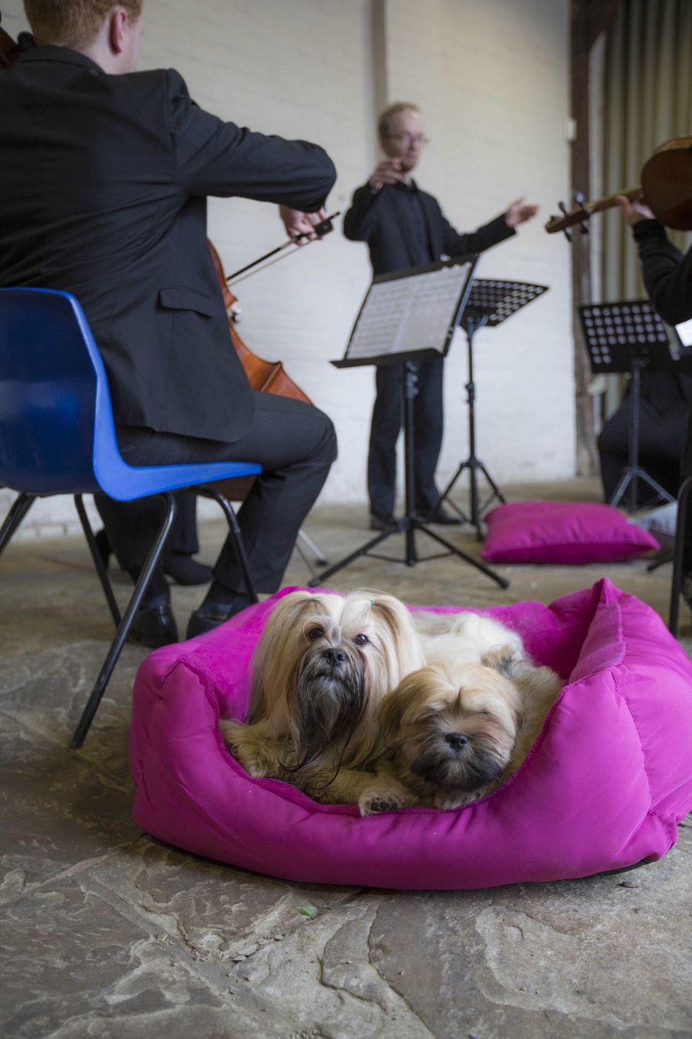 Dogs relax - classical music - EUKANUBA