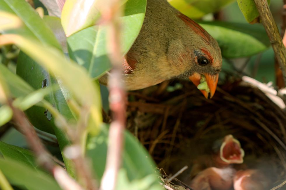 Cardinal bird feeding young