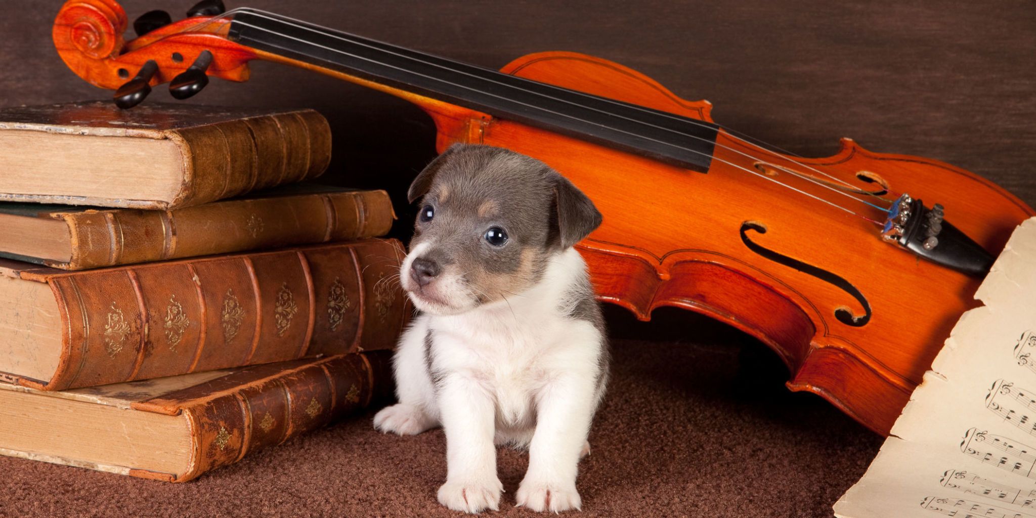 classical music for dogs calming pet music