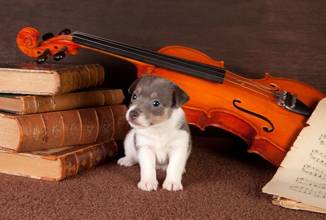 puppy with violin