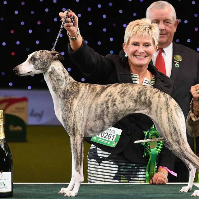 Crufts whippet hot sale best in breed