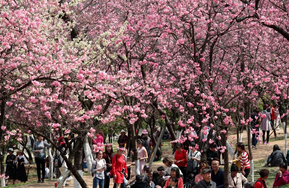 Cherry blossoms in Kunming, Yunnan Province of China