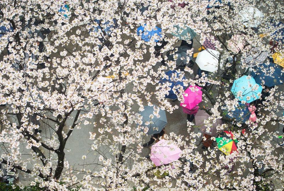 Cherry blossoms at Wuhan University in China's central Hubei province.