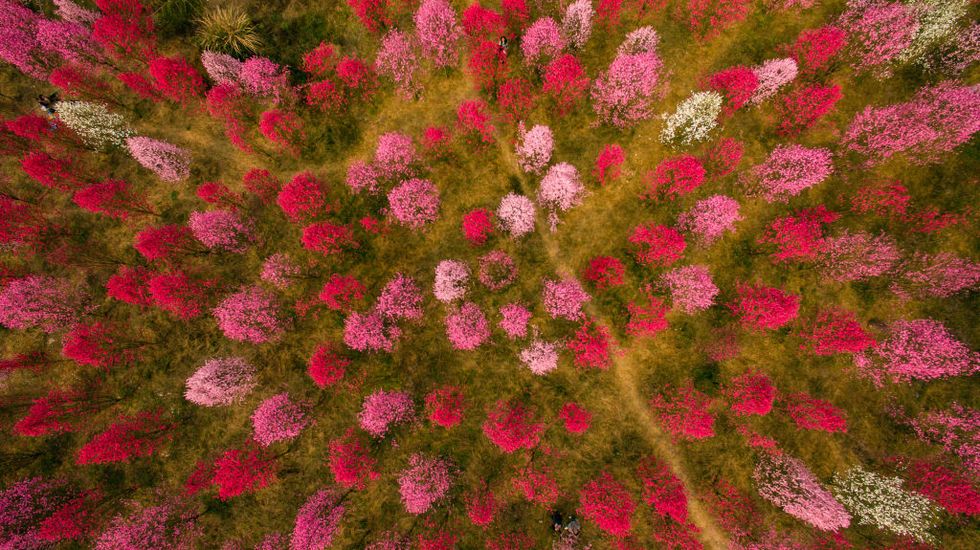 Peach blossoms in Deyang, Sichuan Province