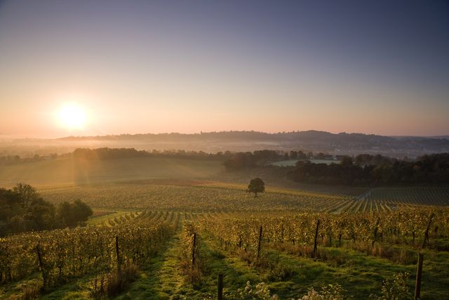 Surrey vineyard