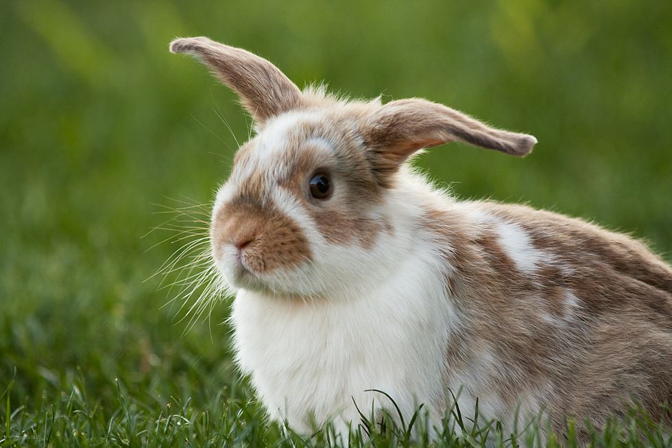 Cute rabbit on grass