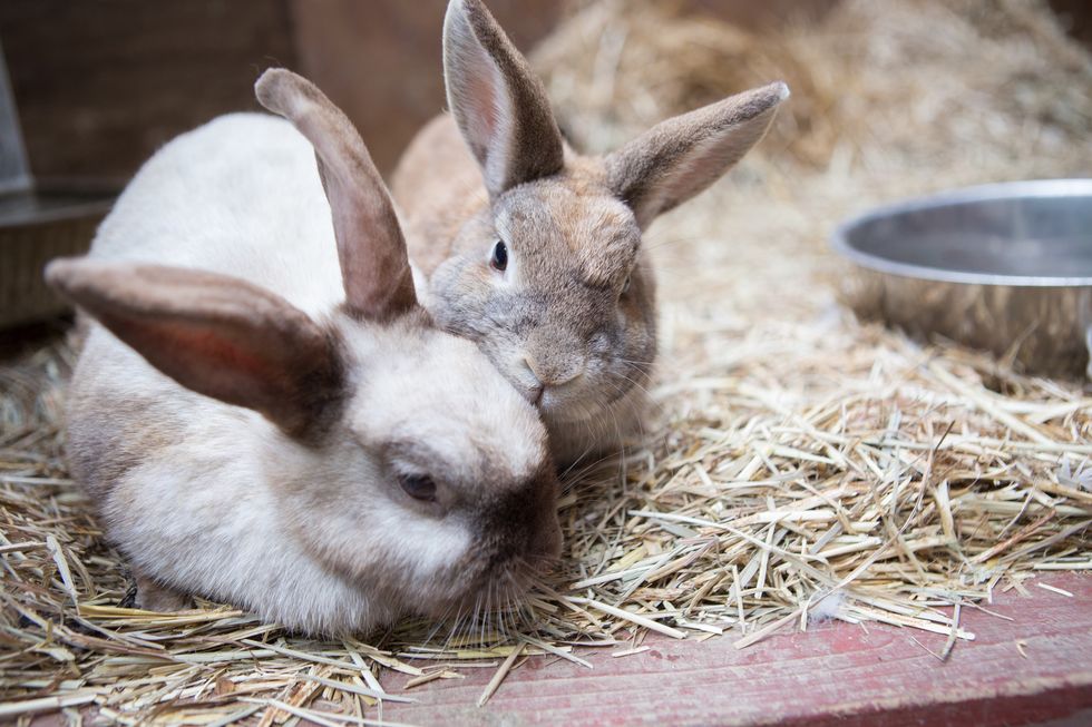 Rabbits on hay