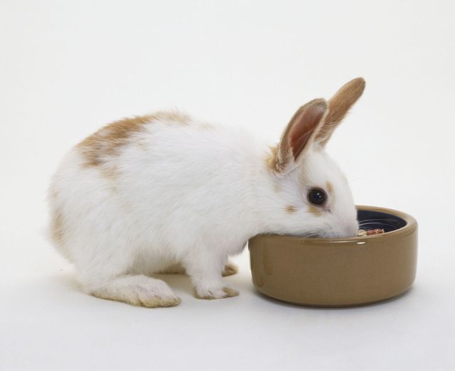Rabbit eating from bowl