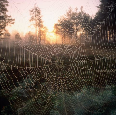 Spider web in front of sunrise