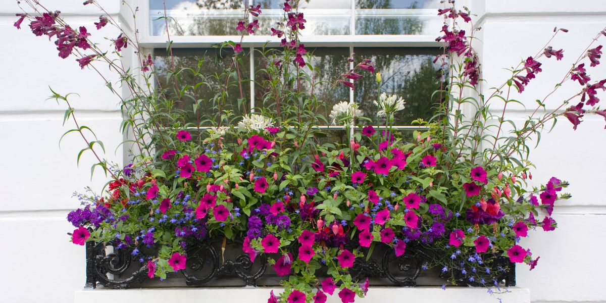 How To Plant A Spring Window Box – Spring Gardening Ideas