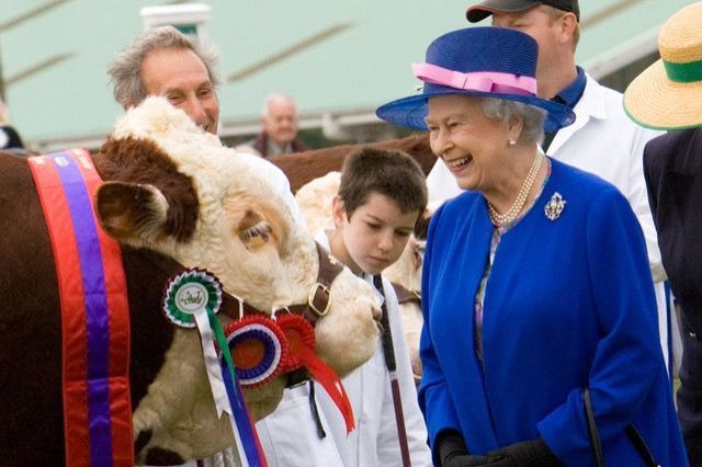 <p>The Queen at the Great Yorkshire Show with the prize-winning bull.</p>