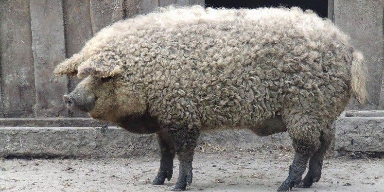 These Fuzzy Pigs That Look Like Sheep Are Here to Win Your Heart