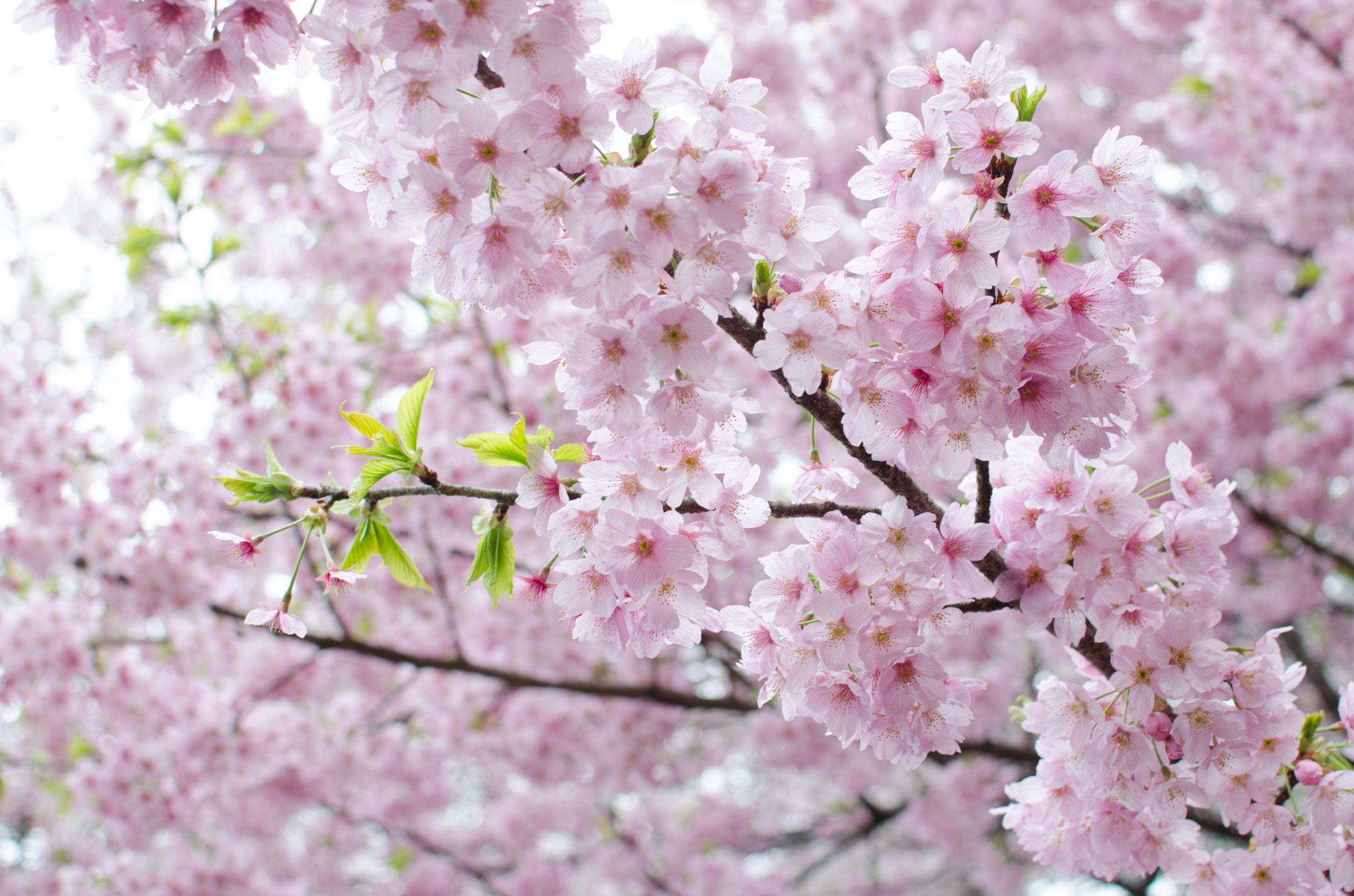 pink cherry blossoms