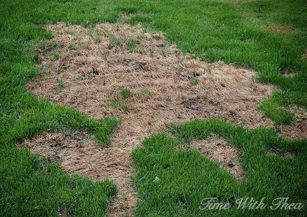 How to repair a dog-damaged lawn